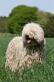 KOMONDOR 075